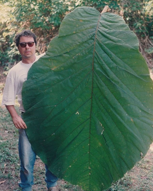 LA HOJA MÁS GRANDE DEL MUNDO